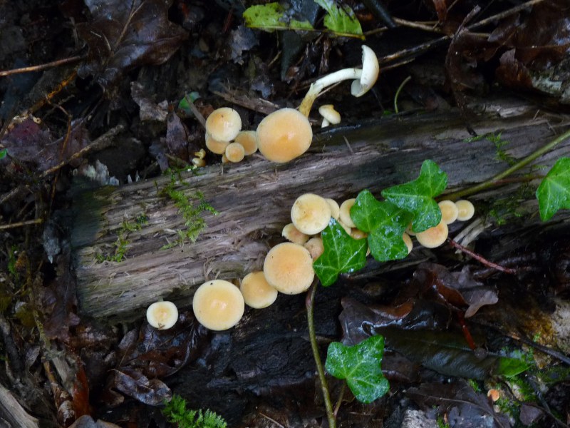 P1030896 Schwefel 800 red .JPG