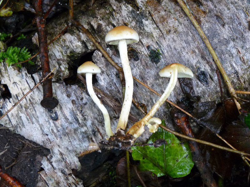 P1030901 Schwefel 800 red .JPG