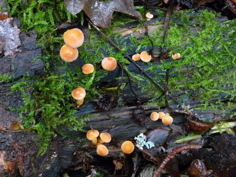 P1030902 Schwefel 800 red .JPG