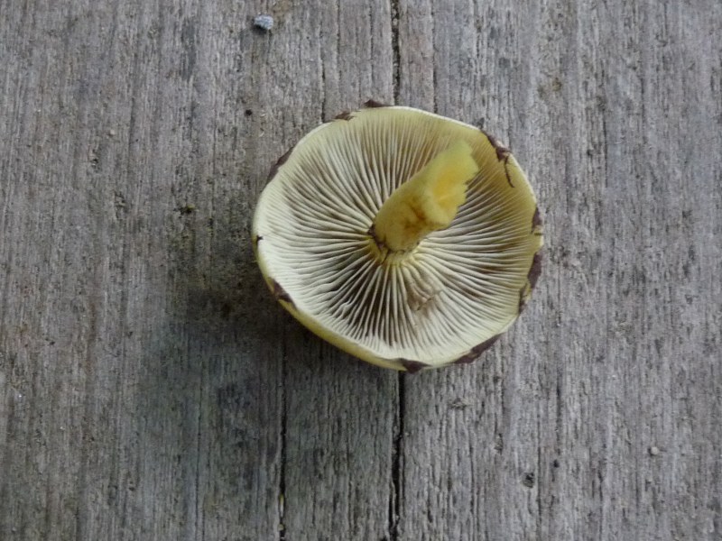 P1030972scal 800 red.JPG