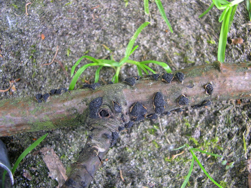 Cucurbitaria laburni-a.JPG