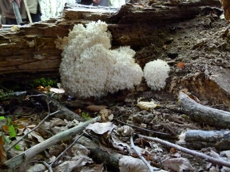 Ästiger Stachelbart  PFP 1.jpg