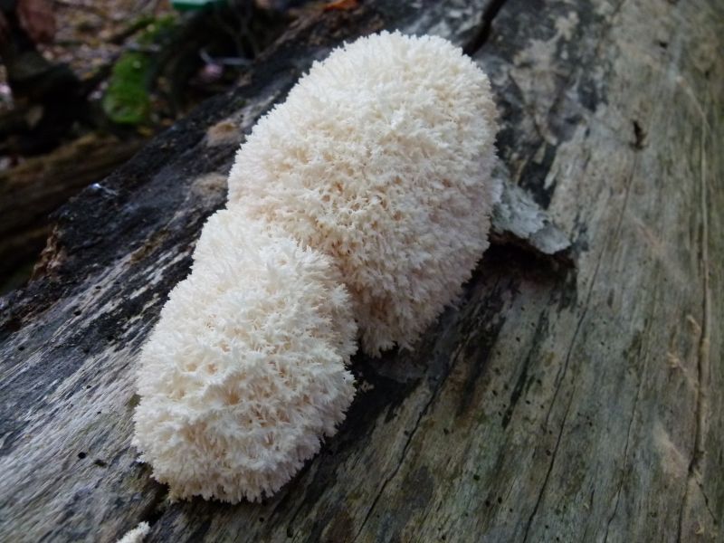 Ästiger Stachelbart PFP 2a.jpg