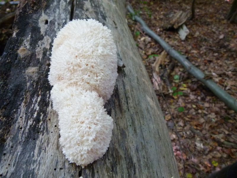 Ästiger Stachelbart PFP 2b.jpg