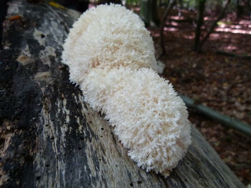 Ästiger Stachelbart PFP  2d.jpg