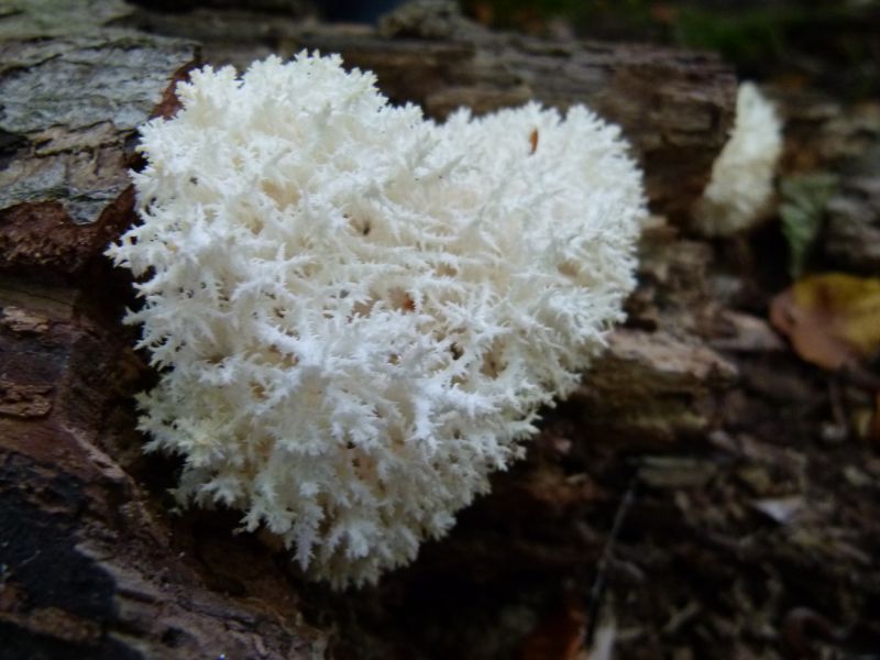 Ästiger Stachelbart PFP 3a.jpg