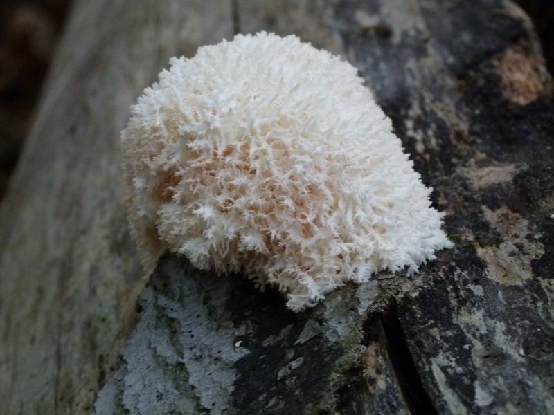 Ästiger Stachelbart PFP 3b.jpg