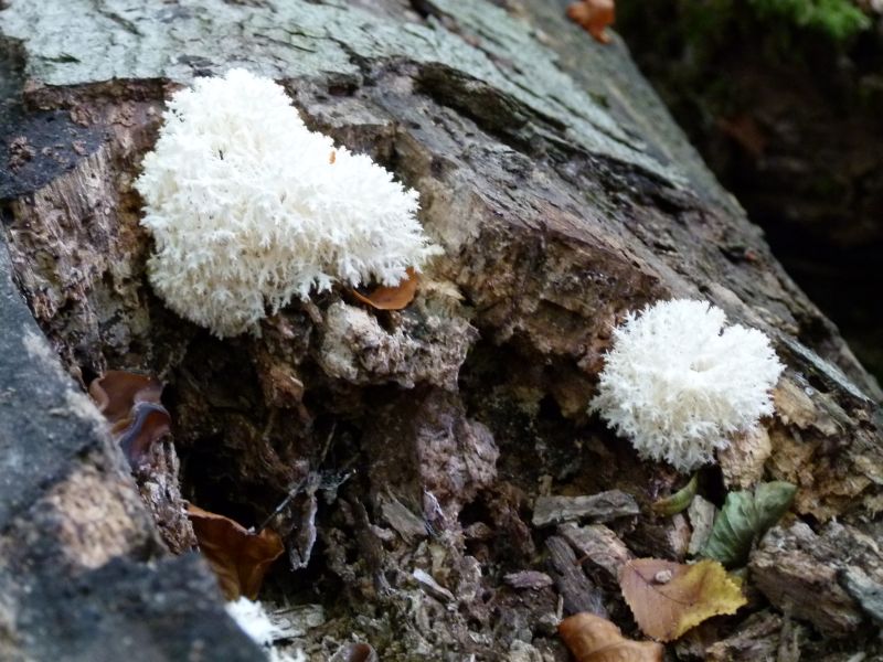 Ästiger Stachelbart PFP 4.jpg