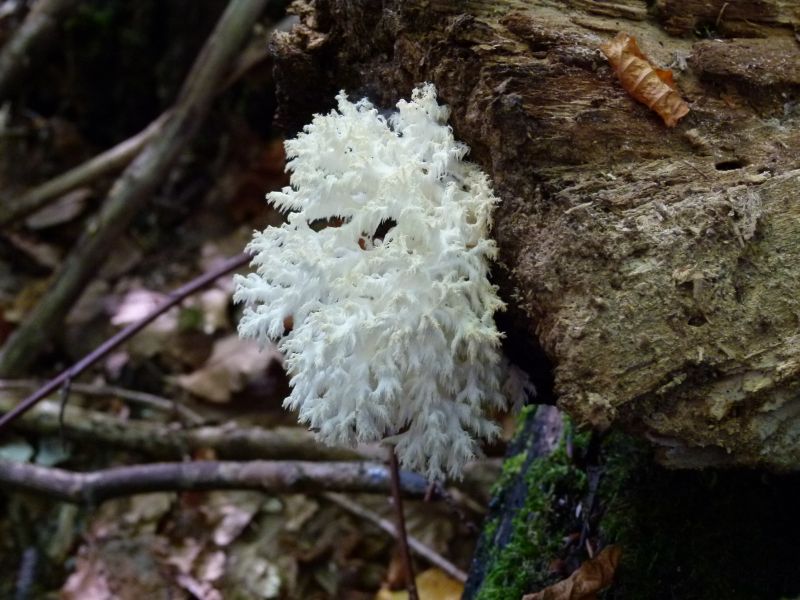 Ästiger Stachelbart PFP 5a.jpg