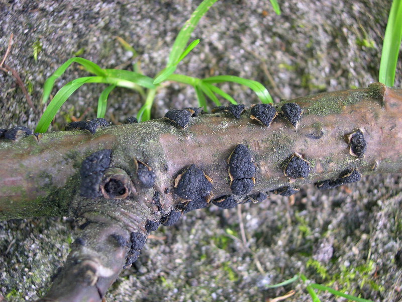 Cucurbitaria laburni-b.JPG