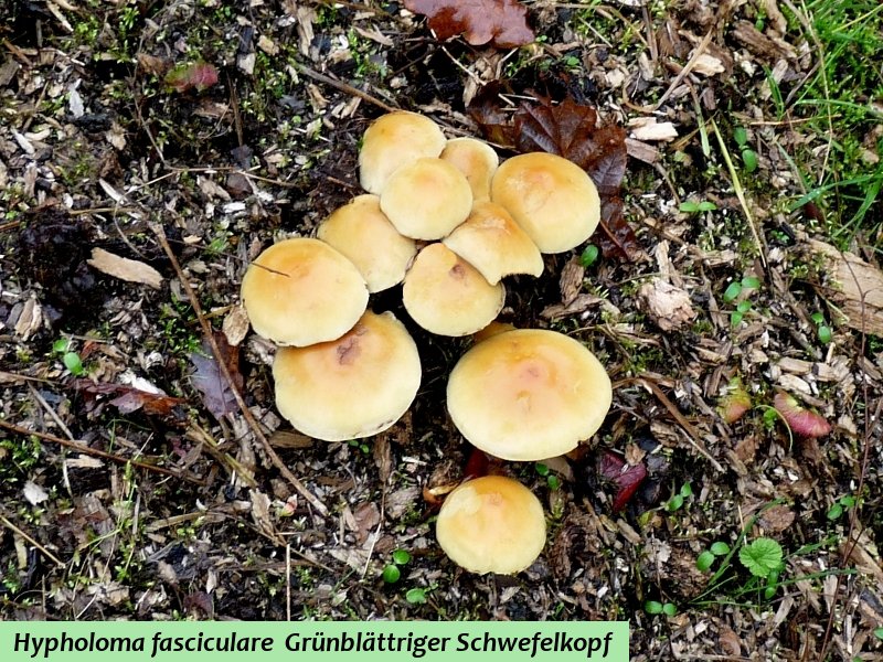 Hypholoma fasciculare 1 .JPG