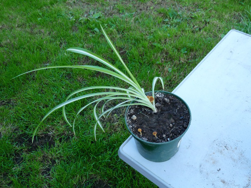 P1040011 scal 800 red .JPG