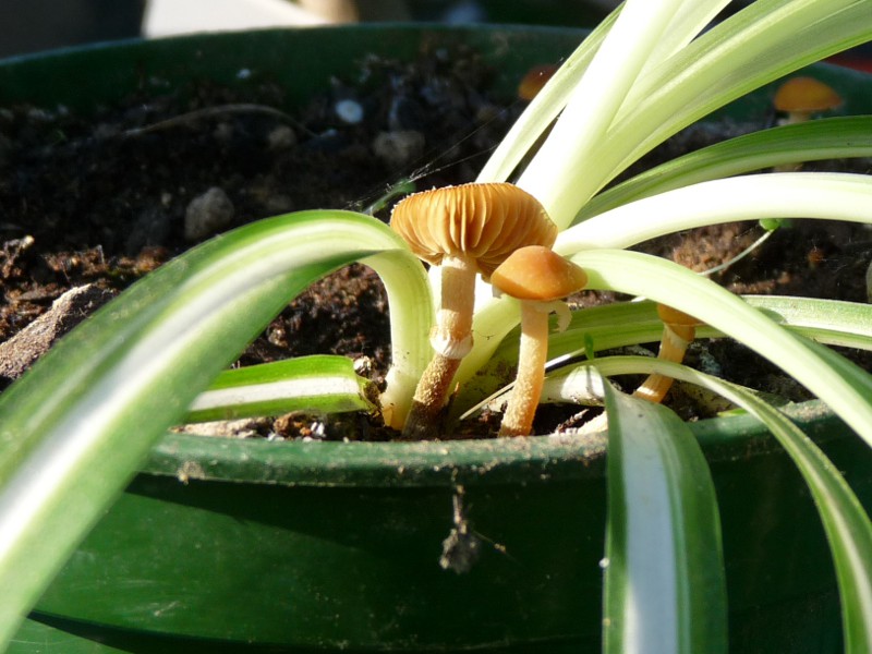 P1040006 Subtotale 800 red .JPG