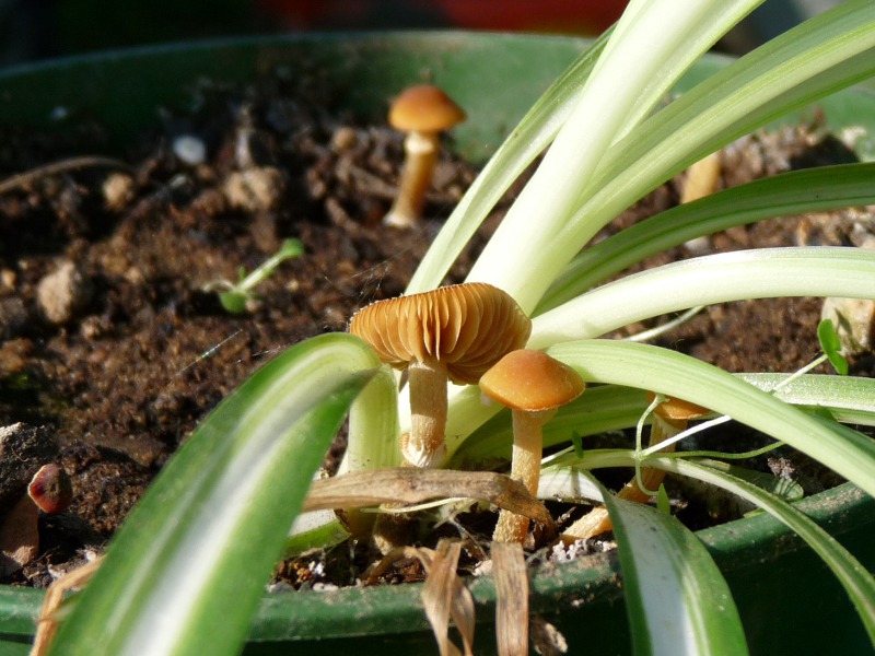 P1030994 Hut 14mm scal 800 .JPG