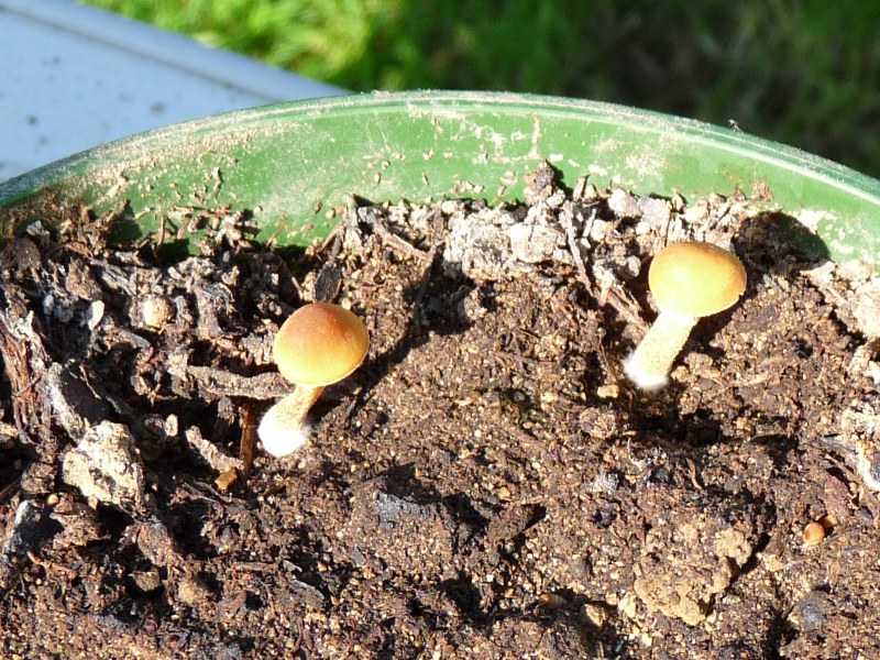 P1030992 Hut 8mm scal 800 red .JPG