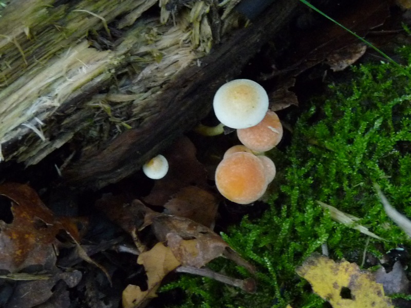 P1030947 Hypho 800 red .JPG