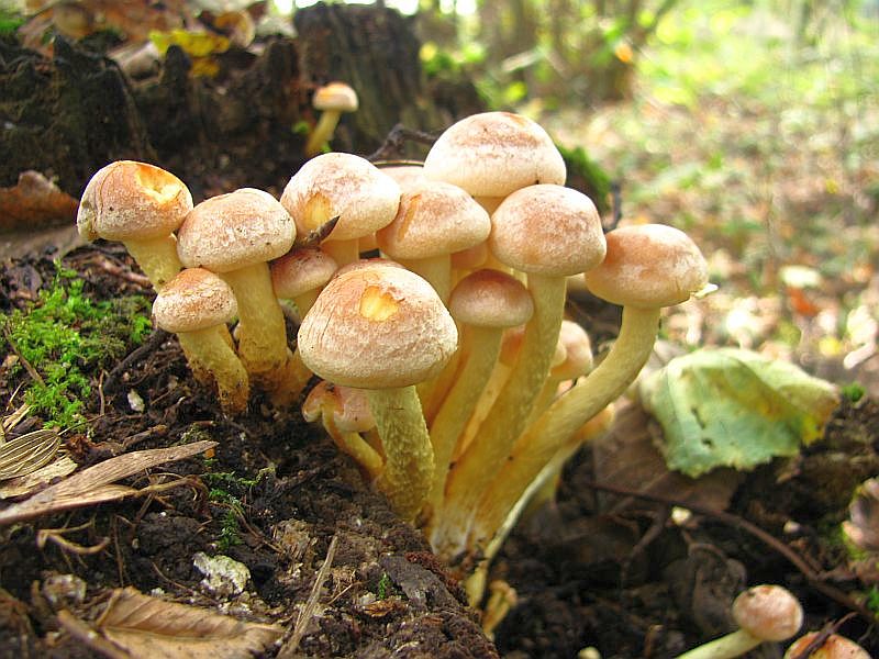 Ziegelroter Schwefelkopf??