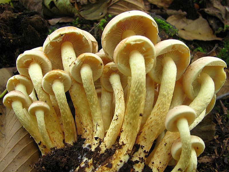 Ziegelroter Schwefelkopf ??