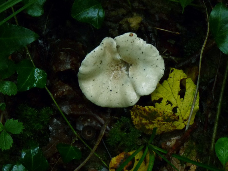 P1030840 scal 800 red .JPG