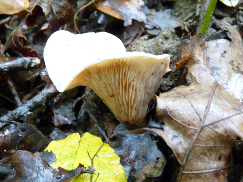 P1030843 scal 800 red .JPG