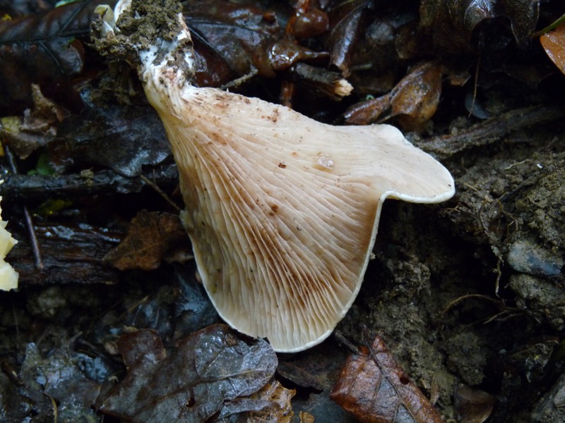 P1030846 scal 800 red .JPG