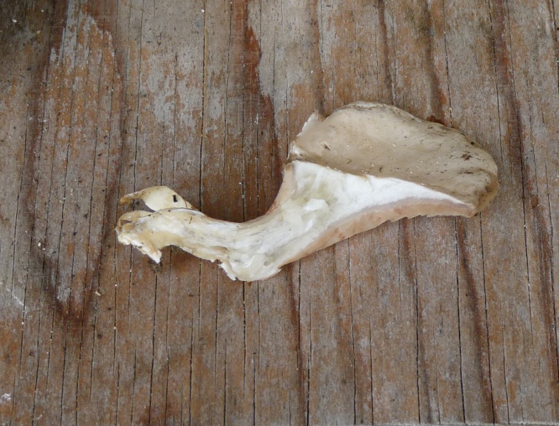 P1030876 scal 800 red .JPG