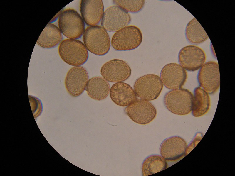 1000er Vinnhorst (8).JPG