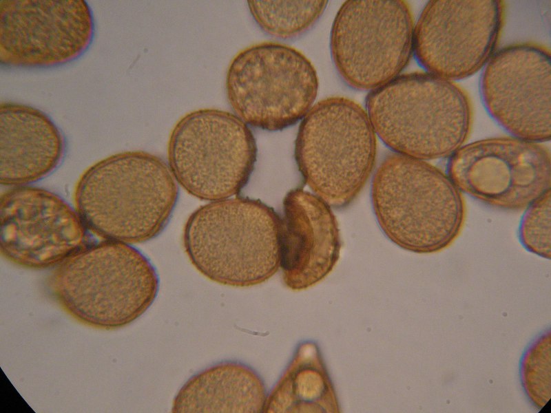 1000er Vinnhorst (11).JPG