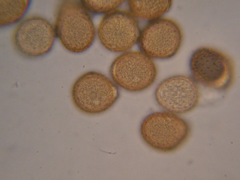 1000er Vinnhorst (17).JPG