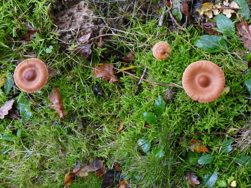 P1040106 Corti 800 red .JPG