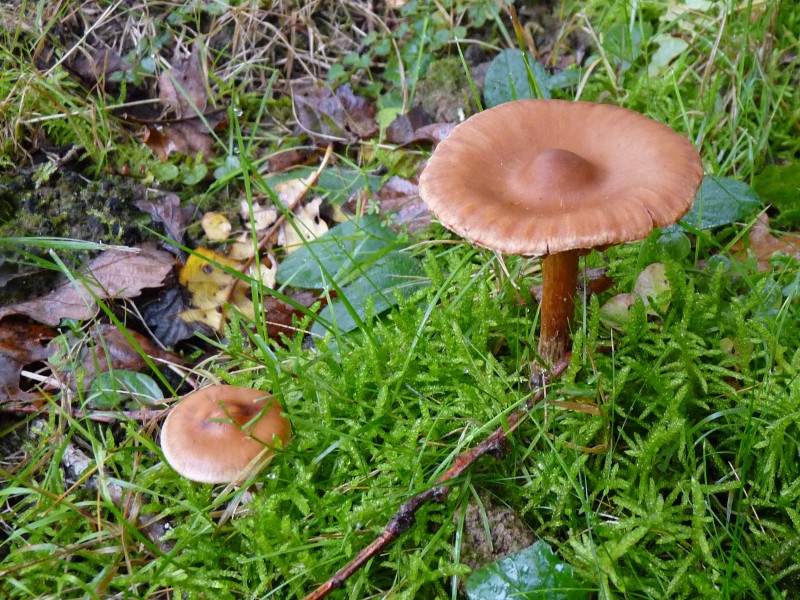 P1040110 Corti 800 red .JPG