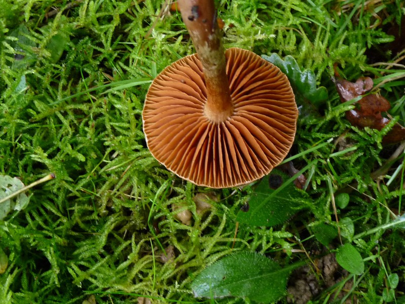 P1040114 Corti 800 red .JPG