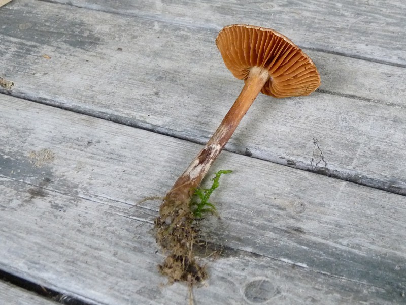 P1040119 Corti 800 red .JPG