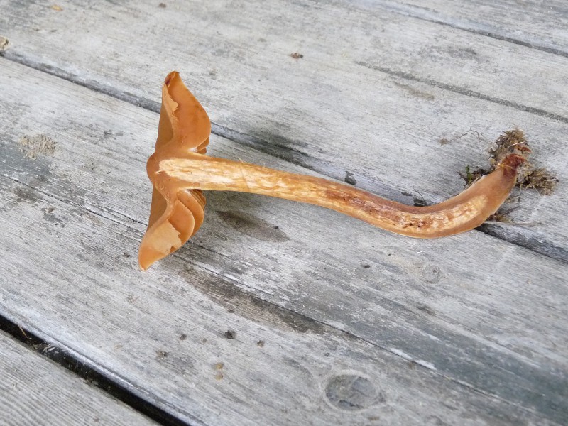 P1040127 Corti 800 red .JPG