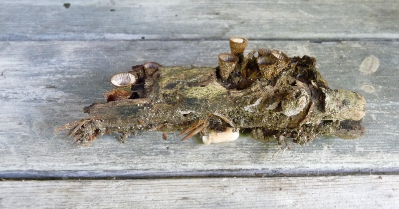 P1040050 Muscheln 800 red .JPG