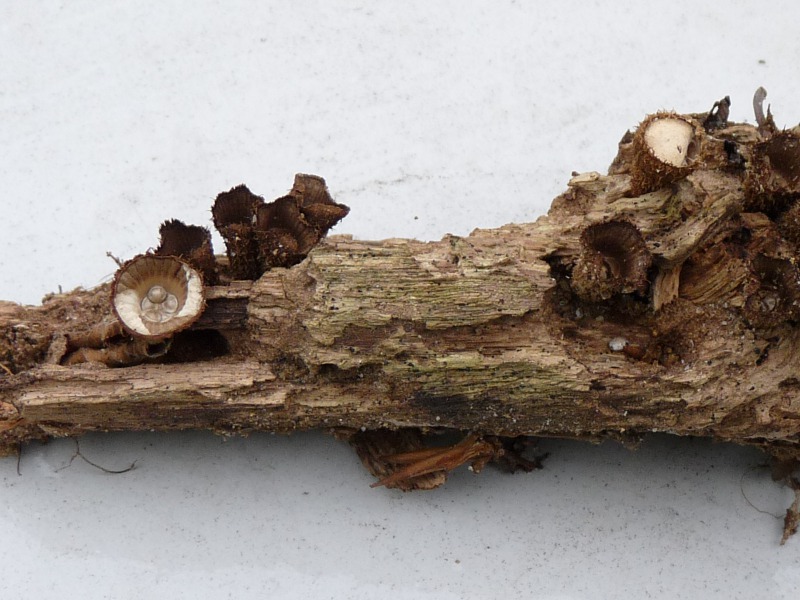 P1040128 Zwei Becher gross 800 red .JPG