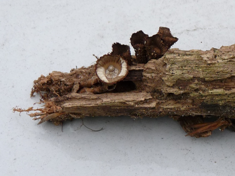 P1040129 Becher gross 800 red .JPG