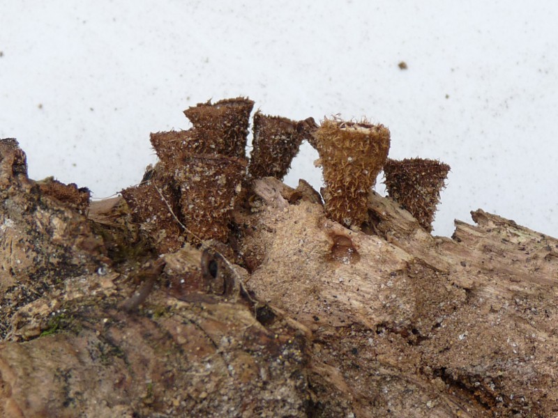 P1040141 Ausschnitt Becher 800 red.JPG