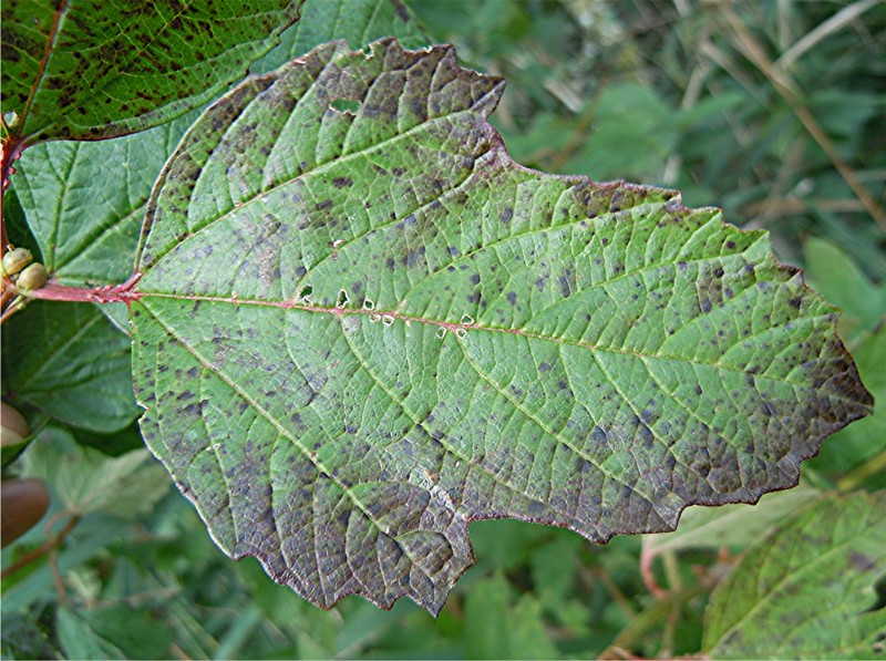 DSCN7096 Ausschnitt, Schärfe, klein.jpg