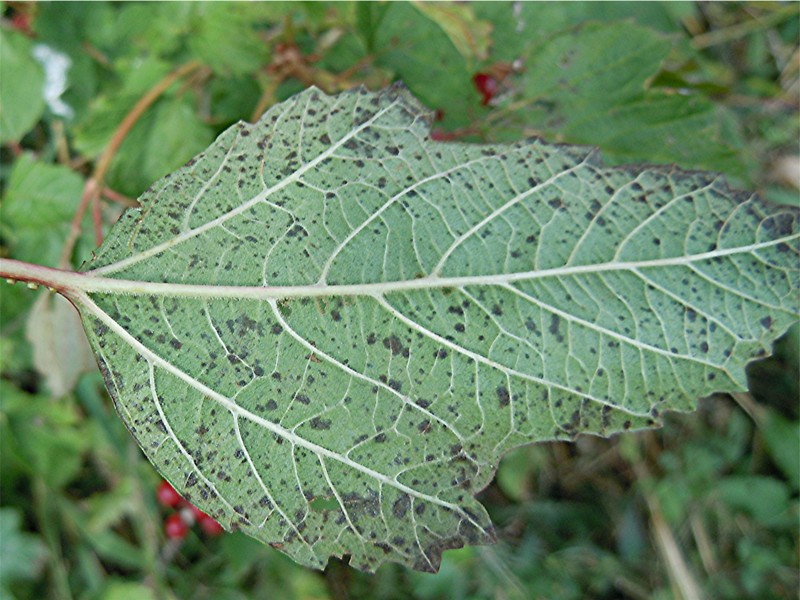 DSCN7097 Ausschnitt, Schärfe, klein.jpg