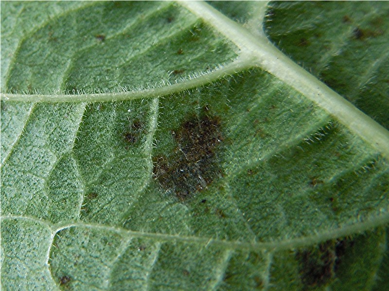 DSCN7099 Ausschnitt, Schärfe, klein.jpg