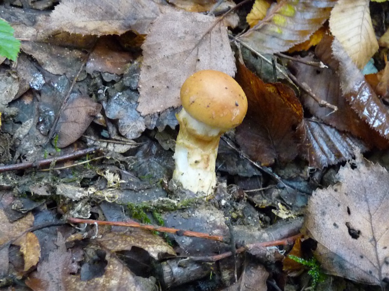 P1040151 BP 800 red .JPG