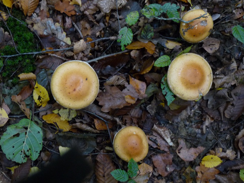 P1040150 BP 800 red .JPG