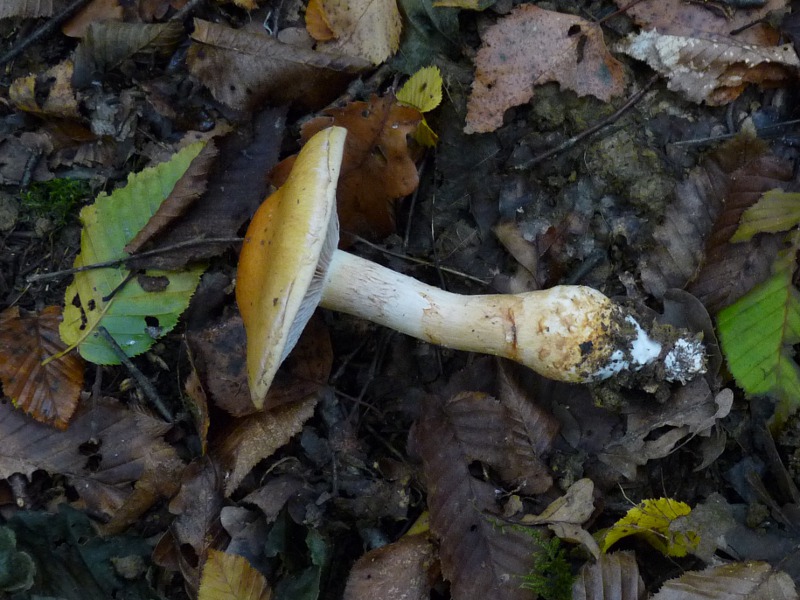 P1040158 BP 800 red .JPG