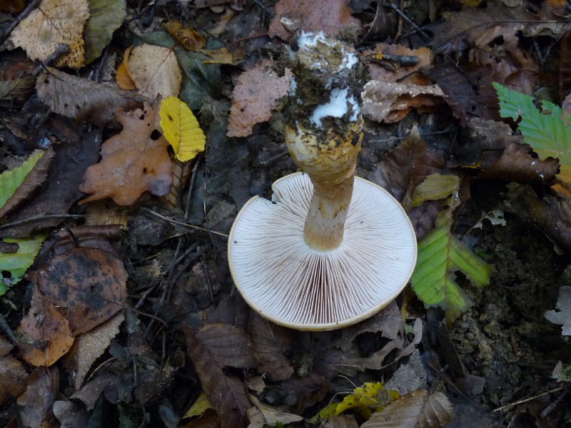 P1040156 BP 800 red .JPG