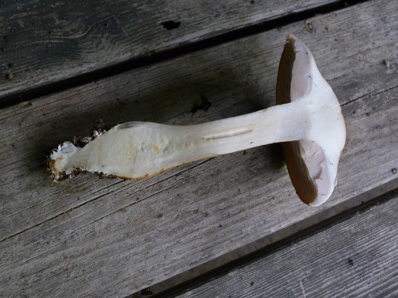 P1040163 BP 800 red .JPG