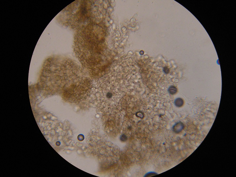 400er Söllichau (1).JPG