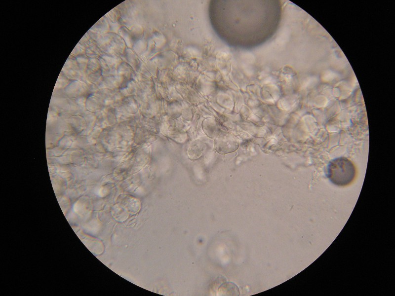 1000er Söllichau (2).JPG