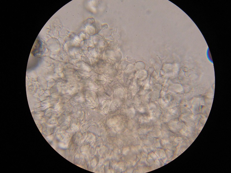 1000er Söllichau (8).JPG