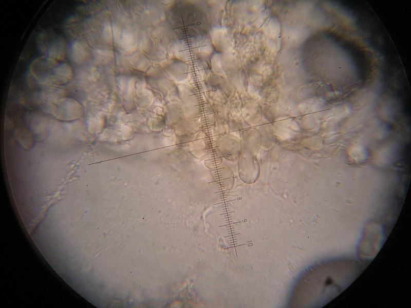 1000er Söllichau (12).JPG